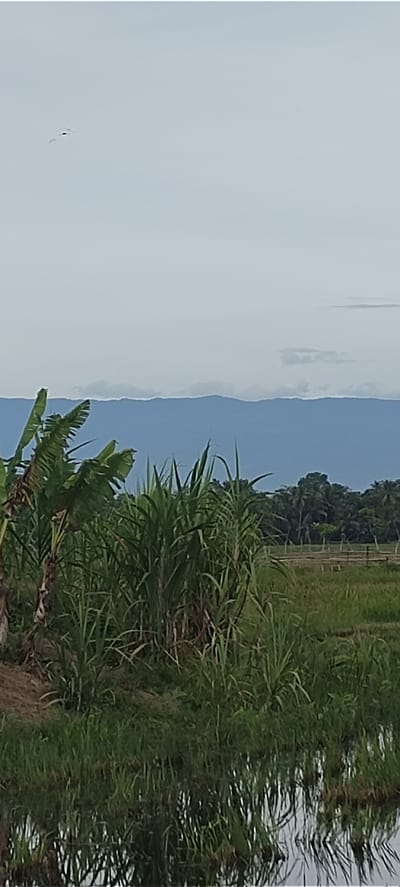 The image depicts a rural landscape with a cloudy sky. In the foreground, there is a body of water reflecting the surrounding vegetation. A variety of green plants, including what appears to be sugarcane and banana trees, are prominent. In the background, there are distant mountains and a line of trees. Two birds are visible flying in the sky. The scene is captured in Keudeteupinpunti, Indonesia.