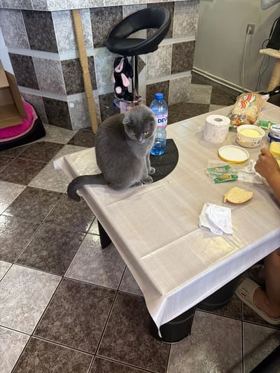 A grey Scottish Fold cat sits on a table covered with a plastic tablecloth in Novi Iskar, Bulgaria. The cat is positioned towards the left side of the frame, facing downwards with its head slightly turned. On the table, there are several objects, including a bottle of water, a roll of toilet paper, a tub of butter, a slice of bread, a package of cheese, and a crumpled white napkin. To the right of the table, a person's legs are visible, wearing slippers. In the background, a counter with tiled walls and a bar stool are present. The floor is tiled with a checkered pattern of brown and grey tiles.