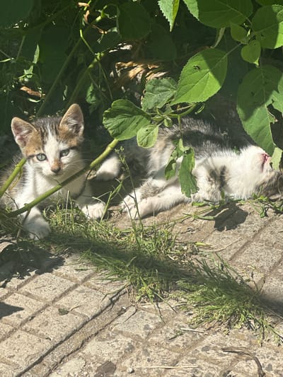 Two kittens are resting on a paved surface, surrounded by lush green foliage. The kitten on the left is facing the camera, with its head tilted slightly and its eyes open, appearing alert. It has a tabby and white coat with distinct markings. The kitten on the right is lying on its back, with its head resting on the ground and its eyes closed, seemingly asleep or relaxed. Both kittens are small and appear to be young. The environment is outdoors, with sunlight filtering through the leaves, creating dappled shadows on the ground. The paved surface is made of rectangular stones, and patches of grass grow between them. The foliage is dense and varied, with broad leaves and thin stems. The image captures a serene moment of the kittens in a natural, shaded setting.