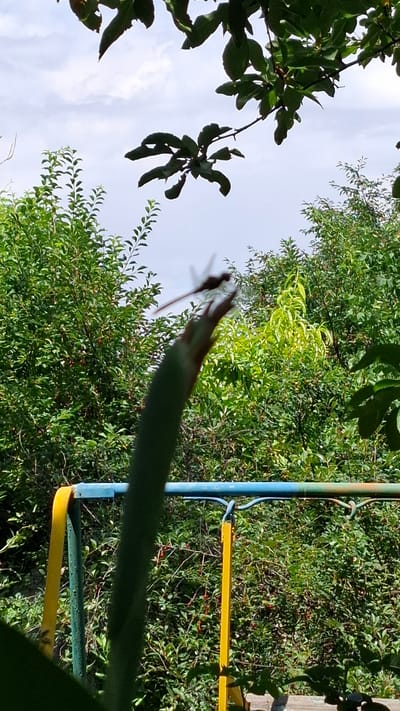 In the city of Shubarssu, Kazakhstan, a close-up shot captures a dragonfly perched on the tip of a blurred green plant stalk. The background is dominated by dense green foliage, suggesting a garden or natural area. The sky above is partly cloudy. In the mid-ground, a portion of a yellow and blue metal structure, possibly part of playground equipment, is visible. The lighting indicates it is daytime, with a bright sky.