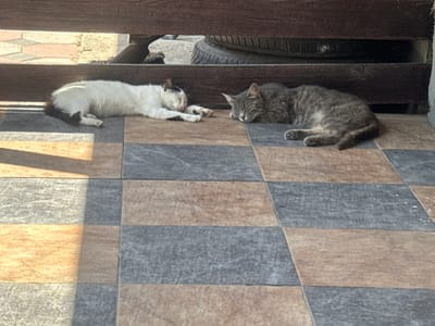 In Bohunove, Ukraine, two cats are resting on a tiled patio. A black and white cat is lying on its side with its eyes closed, facing left. Beside it, a tabby cat is also lying on its side with its eyes closed, facing right. The cats are positioned beneath a wooden structure, and a tire is visible behind them. The patio is paved with square tiles in alternating shades of brown and grey, with a strip of sunlight falling across some of the tiles. The scene appears to be outdoors, likely in a residential area.