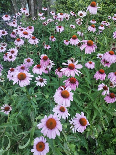 The image displays a dense cluster of purple coneflowers (Echinacea purpurea) in full bloom. The flowers are characterized by their distinctive daisy-like shape, with ray florets of pale purple and a prominent, cone-shaped central disk of orange-brown. The flowers are interspersed with abundant green foliage, some of which appears slightly weathered or dusty. The background suggests an outdoor setting, possibly a garden or park, with hints of trees or shrubbery behind the flowering plants. There are no people or animals visible in the image. The lighting is overcast, casting a soft, diffused light over the scene. This photograph could have been taken in the public gardens or green spaces of Lugano, Switzerland, where such flowers are commonly cultivated.
