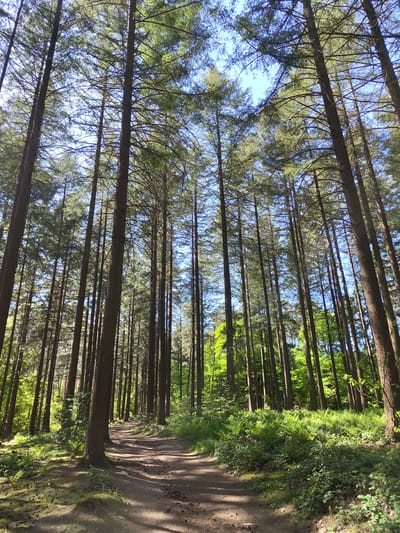 The image captures a serene forest scene, with a winding dirt path leading through a dense stand of tall, slender coniferous trees. The path, located on the right side of the frame, is dappled with sunlight and shadows, indicating a bright day.
The dominant features are the numerous tree trunks that rise vertically, forming a natural tunnel. Their canopies, filled with green, needle-like foliage, partially obscure a clear blue sky, visible in patches overhead. Sunlight filters through the branches, creating a play of light and shadow on the forest floor and illuminating the vibrant green undergrowth and bushes lining both sides of the path. The overall impression is one of natural beauty and tranquility, suggesting a peaceful setting for a walk or hike.
The time of day appears to be sunny daytime, likely late morning or early afternoon, given the clear sky and the angle of the light. The location context provided is Mettlach, Germany, aligning with the type of forest depicted. There is no visible text in the media file.