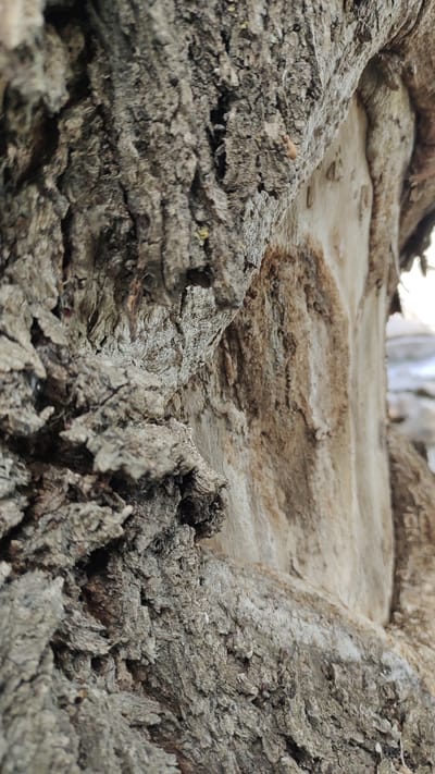 This is a close-up, low-angle, vertical, medium shot of the textured bark of a tree, focusing on the intricate details of its surface. The bark is a mottled grey and brown, with deep ridges and crevices, suggesting age and weathered exposure. To the right, a lighter, smoother section of the tree trunk is visible, perhaps an area where the bark has peeled away or is naturally less rough. The background is out of focus, but hints of a blurry outdoor environment, possibly with some foliage or structures, can be discerned. There are no people, animals, or discernible objects other than the tree bark itself. The image does not provide any specific clues to its location in Taldykorgan, Kazakhstan.