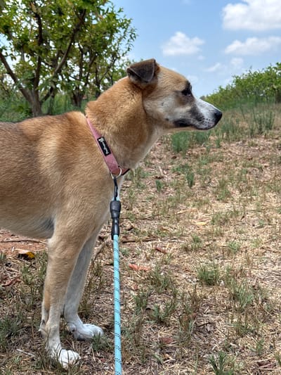 The image shows a medium-sized, light brown dog standing in an outdoor, grassy area. The dog is wearing a pink collar and a blue leash. In the background, there are trees and a partially cloudy sky. The environment appears to be a park or a rural area. The location is identified as Gderot Regional Council, Israel.