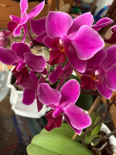 This is a close-up, overhead shot of a cluster of bright pink orchids in full bloom. The petals are velvety and have a subtle iridescent sheen. The centers of the orchids are a deeper magenta color with delicate, speckled markings. Several green leaves are visible at the bottom of the frame, and parts of a white pot and a brown wooden surface are also present. The background is blurred, suggesting it is an indoor setting. The image appears to have been taken indoors, possibly in a home or a greenhouse in Gargždai, Lithuania.