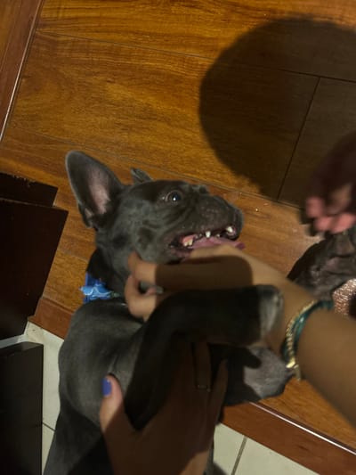 A black French Bulldog, wearing a blue and white patterned collar, lies on its back on a wooden floor, with its mouth open and teeth visible. Two hands, one wearing a gold ring and a blue nail polish, and the other wearing a gold chain bracelet and a turquoise bracelet, are seen petting and touching the dog's body. The scene is located in a residential area in Río Oro, Costa Rica, at the coordinates 9.946 latitude and -84.201 longitude. The lighting in the room is dim and shadows are cast across the floor. The dog's tail is visible in the upper right corner of the image, and a portion of a black and white object is visible in the bottom left corner.