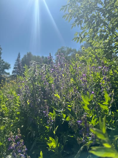 The image shows a patch of wild purple flowers in bloom, likely in a meadow or natural setting, under a bright, clear blue sky. The sun is high and casts strong rays, creating lens flare effects. The flowers have a pea-like shape and grow in clusters on tall, slender stems. They are surrounded by lush green foliage and some taller trees in the background. The scene suggests a sunny day in a natural landscape, possibly in the Altai Mountains region of Russia, which includes Gorno-Altaysk. There are no people or animals visible in the image.