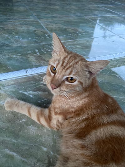 An orange tabby cat is lying on a tiled floor, its body angled towards the viewer. The cat is looking slightly to its left, with its mouth closed and its ears perked up. Its eyes are open and appear to be a golden-brown color. One of its front paws is extended forward, resting on the floor. The floor is tiled with a pattern of green and white marble-like squares. The background is blurred and appears to be an outdoor setting, with a reflection of what seems to be a building or sky on the tiles. The image was taken in Sekar Mawar, Indonesia.