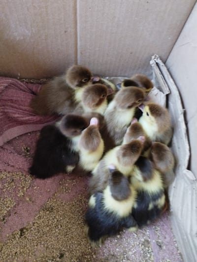A group of approximately ten ducklings are huddled together in a cardboard box. The ducklings have fluffy downy feathers in various shades of brown, yellow, and black. Some have a lighter yellow coloration on their chests and faces, while others are darker brown or have patches of black and yellow. Their eyes are dark and beady, and their small beaks are visible. The bottom of the box is lined with a pinkish-purple fabric or towel, and a gritty bedding material like sand or small pebbles is visible around the edges. The box itself appears to be made of corrugated cardboard, with some torn edges visible. The lighting suggests it is daytime, likely indoors or in a shaded outdoor area. The ducklings appear calm and are clustered together, possibly for warmth or comfort. There is no visible text in the image. The location context suggests this scene might be in Vasylivka, Ukraine.
