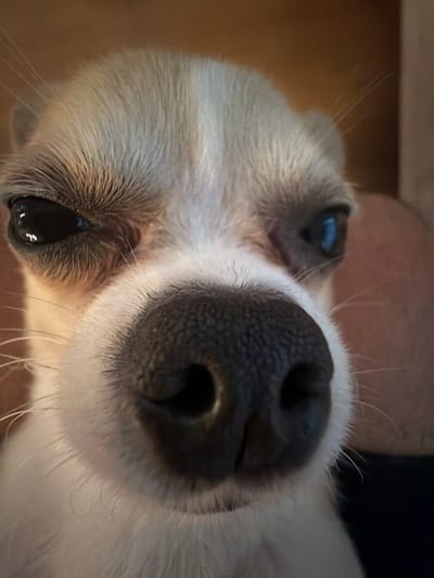 A close-up, slightly distorted image focuses on the face of a light-colored dog. The dog's black nose dominates the frame, with its nostrils clearly visible. The dog's eyes are dark and glossy. White fur covers the dog's face. Part of a human figure is visible in the background. The location is not discernible from the image.