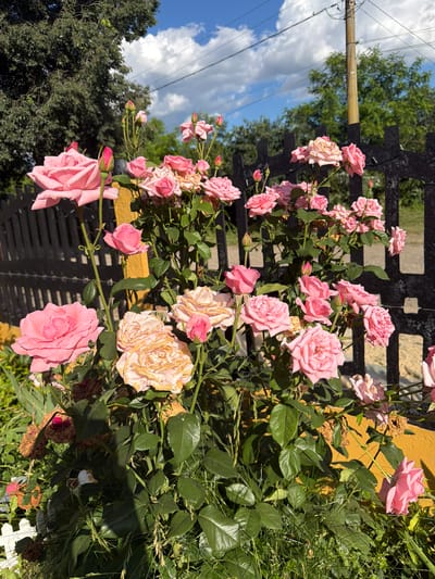 A close-up, eye-level, outdoor photograph captures a cluster of pink roses in full bloom, situated in front of a dark, ornate fence. The roses display varying stages of bloom, with some fully open and others as tight buds. The fence, painted black, features a repeating pattern of vertical bars with decorative elements. Behind the fence, a bright yellow wall is visible, suggesting the presence of a building or structure. The background includes lush green foliage from trees, a utility pole with wires, and a bright blue sky dotted with white, fluffy clouds. The overall impression is that of a vibrant garden scene. The location is specified as being in the city of Rusokastro, Bulgaria.