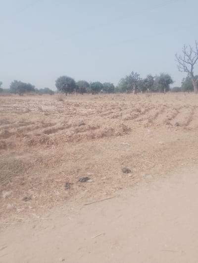 The image depicts a dry, agricultural landscape in Kanwa, Nigeria, under a hazy, pale blue-grey sky. The foreground consists of a light tan dirt path or unpaved road, transitioning into a vast, uncultivated or recently harvested field. The field's soil is dry and light brown, exhibiting faint parallel furrows and scattered remnants of light-colored crop stubble, particularly concentrated in the left-central portion. Several small, dark, irregular objects, possibly debris or animal waste, are present on the ground near the path's edge. In the midground and background, a line of trees with varied foliage density stretches across the horizon; some trees display green leaves, while others, including a prominent bare tree on the far right, appear dormant or leafless. Faint, dark horizontal lines, consistent with power lines, are visible against the upper sky. No people, active subjects, or specific interactions are observable within the frame.