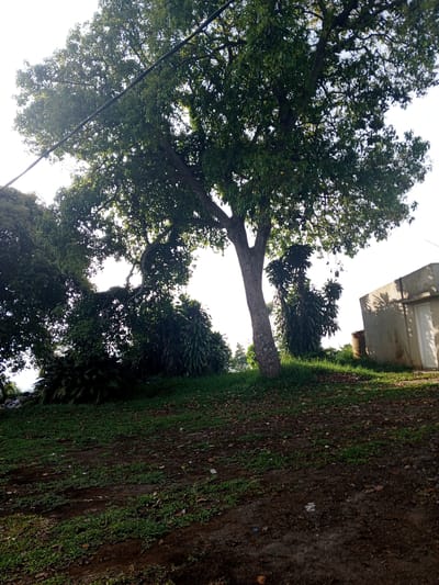 The image shows a partially shaded grassy slope with a large tree in the center. The tree has a thick trunk and a full canopy of green leaves. A few bushes and other plants are visible around the base of the tree. To the right, a small, concrete building with a white door is present. A power line runs across the top of the image. The ground is a mix of grass, dirt, and fallen leaves. The location is stated to be the city of Thalang, Laos, but there is no other information to confirm this. No people or animals are visible.