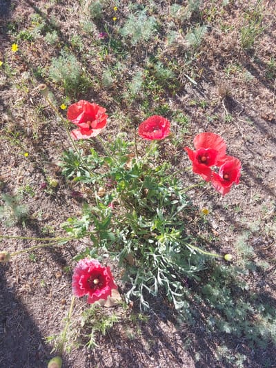 A high-angle, medium shot captures a cluster of red poppies in a patch of dry earth and sparse vegetation, possibly in Kamianske, Ukraine. The poppies, predominantly red with dark centers, are in various stages of bloom, with some petals slightly unfurled and others more fully open. One poppy in the foreground on the left is the largest and most vibrant, showing delicate veins and a fringed edge. To its right, two more poppies are clustered together, their petals catching the sunlight. Further back and to the left, another poppy is visible, slightly less distinct. The ground is a mixture of dry brown soil, interspersed with patches of green weeds and feathery, grey-green plants. A few small yellow flowers are scattered throughout the scene, and a single poppy bud, green and swollen, is visible on the upper right. Shadows are cast across the ground, indicating a sunny day. There are no people or animals present in the frame.