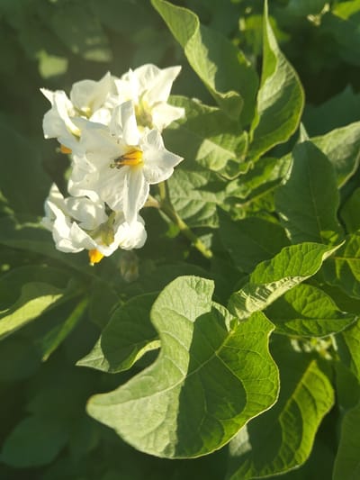 This is a close-up, high-angle, vertical shot of several white potato flowers with yellow stamens, interspersed with bright green potato leaves. The flowers are clustered together, with one in sharp focus in the foreground and others slightly blurred behind it. The leaves are varied in size and shape, some with visible veins and a slightly fuzzy texture. The lighting suggests it is daytime, with sunlight creating highlights and shadows on the foliage. The background is a soft blur of dark green, indicating a natural outdoor environment. The image was taken in Terek-Suu, Kyrgyzstan.