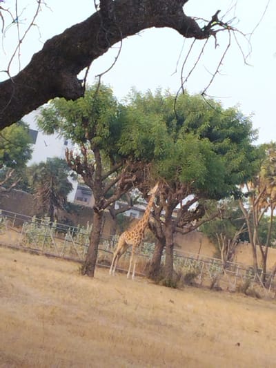 The image depicts an outdoor scene in Gandu Albasa, Nigeria. A single adult giraffe with characteristic light brown and darker brown patterned hide stands in the midground, its neck extended upwards to feed on the green leaves of a deciduous tree. Its front legs are slightly splayed, supporting its posture. The giraffe is positioned between two prominent trees with dark, rough trunks and full green canopies. The ground in the foreground consists of dry, golden-brown grass and earth, sloping gently upwards. Behind the giraffe and trees, a light-colored, possibly metal, fence structure runs horizontally across the frame. In the background, beyond the fence, multiple urban structures are visible, including a prominent white building with dark features on the left, and other indistinct buildings. The sky above is a uniform, pale, hazy white or light gray, with a large, dark, gnarled tree branch extending diagonally from the upper left corner, partially obscuring the sky and upper portion of the scene. No people are visible.