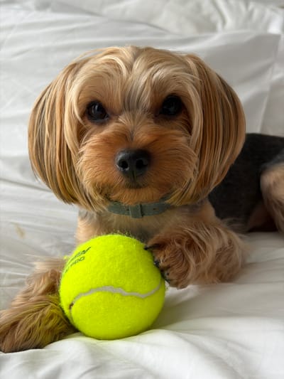 A Yorkshire Terrier lies on a white, rumpled surface, likely a bed, with a bright yellow tennis ball positioned in front of its face. The dog's fur is a mix of golden blonde and dark brown, with its characteristic long, silky hair framing its face. Its dark eyes are wide and focused, looking directly at the camera. The dog is wearing a pale green collar. Its paws are resting near the tennis ball, with one paw partially covering it. The background is entirely composed of the white, creased fabric, creating a soft, diffused light. There is no indication of the specific location in Thep Krasatti, Thailand.