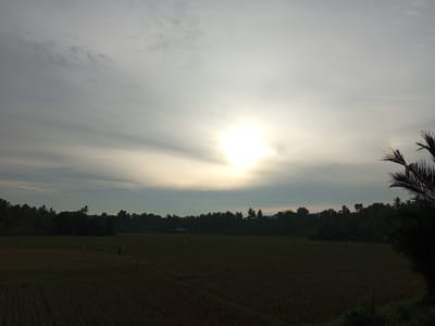 An eye-level, medium shot captures a wide landscape under a bright, overcast sky. The sun, partially obscured by clouds, shines intensely in the upper center of the frame, casting a diffused light over the scene. The sky transitions from a bright white near the sun to a cooler gray towards the edges. Silhouettes of lush green trees form a dense line across the horizon, interrupted by scattered small buildings. In the foreground, a dark, open field, possibly a rice paddy, stretches across the width of the image. The field appears to be harvested or in the process of growth, with subtle patterns visible. A few indistinct figures, appearing as small, dark shapes, are scattered across the field, their activities unclear. On the right side of the frame, the dark, feathery fronds of a palm tree enter the foreground, partially obscuring the view of the sky and landscape. The overall atmosphere is serene and natural, suggesting a rural setting in Buketteukuh, Indonesia, likely during the early morning or late afternoon.