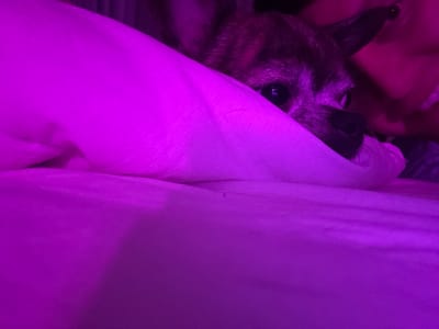 A small dog with dark fur peeks out from under a purple blanket, its head resting on a pillow. The dog's eyes are visible, looking towards the camera. The background is dark and out of focus, with a suggestion of a person's shoulder or arm visible on the right side of the image. The scene is illuminated by purple lighting. The image depicts a domestic scene, likely indoors, where the dog is comfortably nestled. There is no information available about the location in Tokaryovo, Russia.