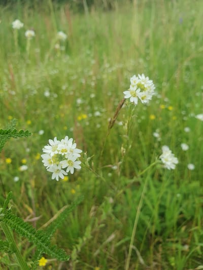 The image depicts a close-up of delicate white wildflowers blooming in a grassy field. The foreground features a cluster of small white flowers with yellow centers, arranged in a circular pattern. To the left, a portion of a fern-like green plant is visible. The background is a soft blur of green grass and scattered smaller white and yellow flowers, suggesting a natural meadow environment. The lighting is soft and diffused, typical of an overcast day or early morning. There are no people or man-made structures visible in the image. The scene is natural and serene, focusing on the intricate details of the wildflowers and the surrounding vegetation. The location is described as the city of Mukhametovo, Russia.