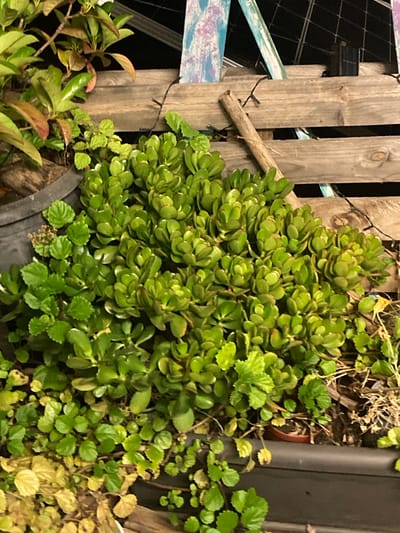 In Sabadell, Spain, a close-up, eye-level shot captures an outdoor scene dominated by lush green foliage. A prominent cluster of jade plant (Crassula ovata) leaves, plump and ovate, forms the central focus. These succulent leaves are a vibrant, healthy green, some showing hints of red on their edges, indicating sun exposure. They grow densely, creating a thick, cascading mound.
Interspersed with the jade plant are smaller, rounder leaves of another plant, possibly a type of groundcover or trailing vine. These leaves are a lighter green and have serrated edges, creating a textural contrast with the smoother jade leaves. Some of these smaller leaves appear to be yellowing or browning, suggesting a possible nutrient deficiency or the natural aging process of the plant.
The plants are situated in dark-colored planters, one of which is visible on the left side of the frame. Behind the plants, a weathered wooden fence forms a rustic backdrop. The planks of the fence are horizontal and appear aged, with visible wood grain and subtle color variations. Attached to the fence are thin, dark wires, possibly from outdoor lighting or an electrical cord, snaking through the scene.
At the top of the frame, parts of solar panels are visible, hinting at a modern element integrated into the outdoor setting. A rustic wooden stick, possibly a support or a natural element, leans against the fence. The overall lighting suggests it is either early morning or late evening, with soft, diffused light. The background is dark and out of focus, emphasizing the detailed textures and colors of the plants and the wooden fence.