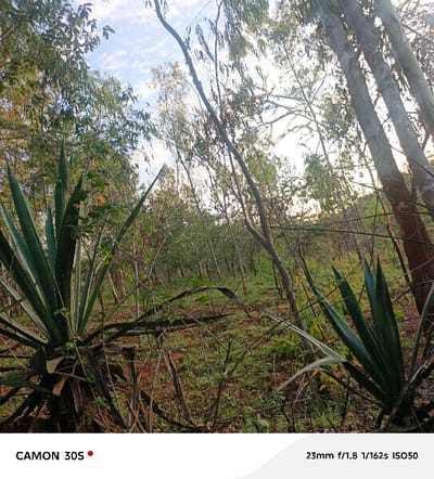 A natural scene with lush greenery features tall, slender trees reaching toward a sky partially visible through the foliage. Two agave plants anchor the foreground, their spiky leaves drawing attention. The forest floor is covered in a mix of grasses, twigs, and brown earth. The light is soft, casting gentle shadows across the landscape, emphasizing the depth and texture of the scene.
