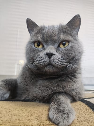 A close-up, head-on shot captures a British Shorthair cat with grey fur and amber eyes looking directly at the camera. The cat is resting on a textured surface, possibly a rug, with its front paws visible. The background appears to be an indoor setting with a blurred wall and a light fixture. The image does not contain any information about the city of Polatsk, Belarus.