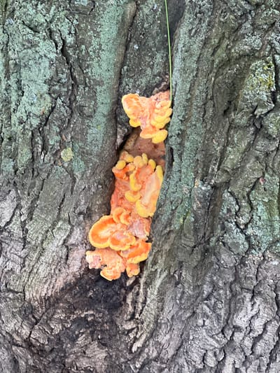 A close-up, vertical shot captures the rough, textured bark of a tree, partially covered in patches of green lichen. Growing within a deep crevice of the bark is a cluster of bright orange and yellow fungus, resembling shelves or lobes. The fungus appears to be growing in multiple layers, with some sections showing a lighter yellow color on their undersides. A thin, green strand, possibly a piece of grass or a thin vine, hangs down vertically near the top center of the image, partially obscuring the bark. The lighting suggests an outdoor, possibly overcast day. The exact location in Kronstadt, Russia, is not determinable from the image alone.