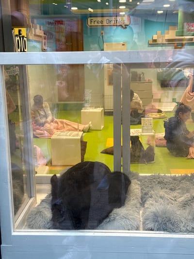 This image, viewed through a window, depicts the interior of a brightly lit room, likely a cafe or lounge, in Shibuya, Japan, with numerous reflections on the glass. The scene is presented sideways and is described as if upright.
Inside, the floor is covered in distinct green and yellow sections. Several people are visible, engaged in relaxed activities. One person with dark hair and glasses is seated on the green floor, wearing a dark top, appearing to look at something in their hands. Another person is lying down, partially covered by a pink blanket, near light-colored boxes that serve as furniture. Other figures are partially visible or obscured by reflections.
On the right side of the frame, a large, fluffy grey faux fur bed is prominent. A dark, rounded form, possibly an animal (like a large dog or cat) or a person curled up, rests on this bed, partially visible behind a window frame.
Notable details include a pixelated white sign hanging on a turquoise wall section, which reads "Free Drinks." Above this sign, reflections show parts of buildings and lights from outside. Another faint, arched white text reads "BEYOND" on a light-colored wall. Further inside, there are modular, block-like shelves or stairs resembling a pixelated structure, and a sign with Japanese text. The multiple layers of reflections make discerning interior details challenging but also show snippets of the bustling street outside. The overall atmosphere appears casual and inviting.