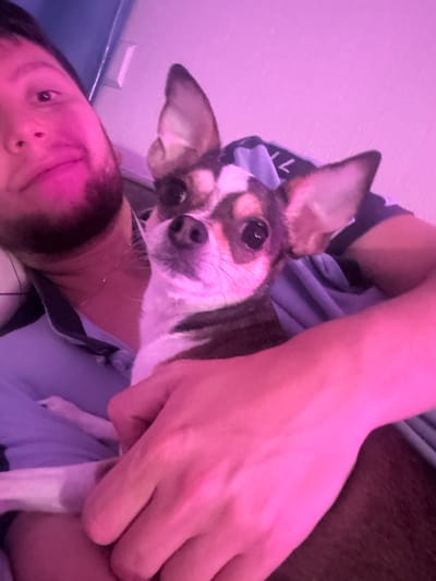 A close-up, medium shot captures a person and a Chihuahua dog in what appears to be an indoor setting, possibly a home. The lighting is dominated by pink and purple hues, suggesting an artificial light source such as a colored lamp or LED lighting. The person, whose face is partially visible on the left, has short dark hair and a beard. They are wearing a blue collared shirt. The Chihuahua is held in the person's arms, facing the camera. The dog has large ears, dark eyes, and a brown and white coat. The background is out of focus and shows a wall with a light fixture and some fabric. The image is slightly blurry, especially the background elements, which might indicate movement or a shallow depth of field. There are no visible elements that directly place this scene in Mirny, Russia.