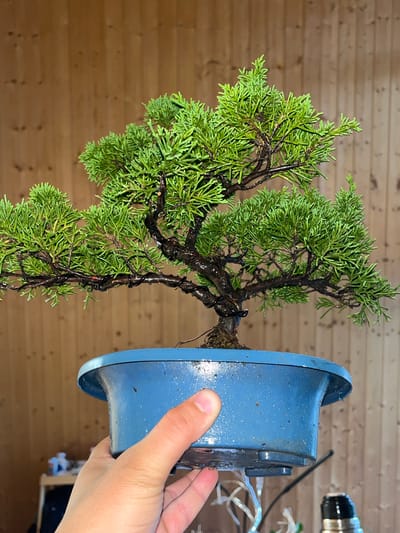 A bonsai tree, approximately 18 inches tall, is held by a person's hand in a blue plastic pot. The tree has vibrant green foliage and dark brown branches, some of which are wrapped with wire. The pot is also speckled with water droplets. The background consists of a wooden wall with vertical planks. The scene appears to be indoors, possibly in a residential setting. There is no specific indication of its location in Vasilyevo, Russia.