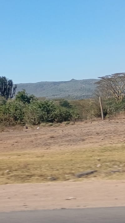 The image captures a wide outdoor landscape under a clear, bright blue sky, suggesting daytime and good weather conditions. The scene is dominated by natural elements, with a distant range of hills, varied vegetation, and a dry, earthy foreground, possibly adjacent to a road.

In the background, a series of undulating hills or mountains stretches across the horizon. These hills are covered in what appears to be dense, dark green or grayish-green vegetation, giving them a rugged, textured appearance. The top of the hill line is uneven, with a slightly more prominent peak visible near the center-right.

The midground is filled with a dense band of green bushes and smaller trees, forming a natural barrier between the foreground and the distant hills. On the far left of the image, a tall, dark, multi-stemmed plant resembling a large cactus or euphorbia stands out against the sky. On the far right, a distinctive flat-topped tree, characteristic of an acacia or similar species, is visible. Its branches appear somewhat bare, suggesting it might be a dry season or a tree with sparse foliage. A light-colored, slender pole, possibly made of wood or concrete, stands vertically in the midground on the right side, positioned in front of the acacia-like tree. The ground in the mid-distance is covered with dry, yellowish-brown grass and patches of bare earth. A few indistinct, small objects, possibly litter or rocks, are scattered on this ground.

The foreground consists primarily of a wide, slightly sloping area of dry, reddish-brown earth, likely a dirt track or the shoulder of a road. Small rocks and debris are visible on this surface. A strip of what appears to be a dark gray or black paved road runs along the very bottom edge of the image, indicating the presence of human infrastructure in an otherwise natural setting.

There are no people or specific activities taking place, and no text is visible in the image. The overall impression is a scenic view of a semi-arid or savanna-like environment.