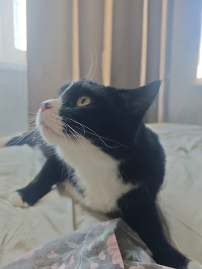 A black and white cat with yellow eyes is lying on a bed. The cat is looking upwards and to the left, with its mouth slightly open. The background is blurred, but appears to be a room with curtains. There is no information in the image to suggest it is located in Chekhov, Russia.