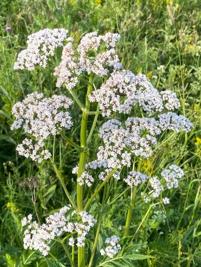 This is a close-up, high-angle shot of a cluster of small, pale pink and white flowers growing on a plant with thick, green stems. The flowers are clustered together in dense, round or oval-shaped inflorescences. The plant is situated in a natural setting, surrounded by lush green grass and other wild vegetation, suggesting an outdoor location like a meadow or field. The lighting indicates it is daytime, likely sunny, given the bright highlights and clear visibility of the details. There are no people or animals visible in the image. The focus is entirely on the botanical subject. The overall impression is one of natural beauty and the delicate details of wildflowers in bloom. The location context of Protvino, Russia, places this scene in a specific geographical area, contributing to the understanding of the local flora. There is no visible text in the image.