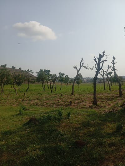 The image shows a rural landscape with trees in various states of growth and pruning, located in Dutsen Alhaji, Nigeria. In the foreground, a grassy area leads to a field dotted with trees. Some trees have full foliage, while others are bare with stark branches. Beyond the field, a cluster of buildings forming a settlement is visible in the distance, nestled against a gentle slope. The sky above is hazy with a single cloud and a small airplane can be seen flying in the upper left quadrant of the image. The overall impression is one of a cultivated rural area on the outskirts of a settlement.