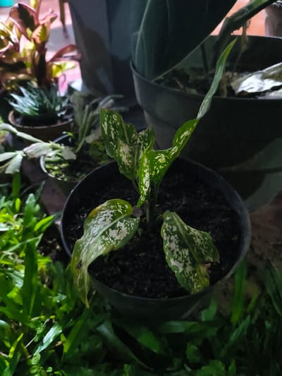 The image displays a small potted Aglaonema plant, characterized by its green leaves with irregular white variegation, centrally positioned in a black plastic pot filled with dark soil. The plant shows approximately five visible leaves, some exhibiting minor yellowing. The immediate foreground features out-of-focus green grass-like foliage. The background contains several other blurred potted plants of various sizes and species, including one with reddish-brown and green leaves and another resembling a succulent, all receding into shadow. The scene is dimly lit. No individuals are present. This scene is located in the city of Tarqumiyah, Palestinian Territory.