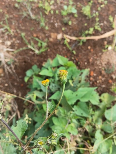 The image displays a close-up view of two developing flowers on slender stems, situated in an outdoor environment in Ngọc Tụ, Vietnam. The left flower, smaller in size, presents compact yellow florets. The right flower, larger and positioned slightly higher, exhibits yellow-orange florets partially encased by green involucral bracts. Both stems are greenish-brown and appear textured. Adjacent to and beneath the main subjects are green leaves with visible venation and minor perforations. The background consists of blurred reddish-brown soil interspersed with sparse green vegetation and dry plant debris, indicating an uncultivated ground area. No human subjects, animals, or specific actions are depicted.