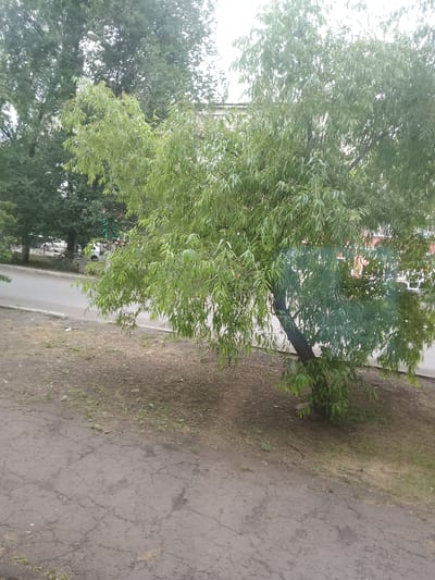 The image depicts a tree with lush green foliage, its branches hanging low. The tree is situated in an outdoor setting, possibly a park or a residential area, with a cracked asphalt path in the foreground and a road visible in the background. Beyond the road, there are trees and buildings, suggesting an urban or suburban environment. The scene appears to be captured during daylight, with overcast skies contributing to a diffused light. The overall impression is one of natural growth within a developed landscape. There is no discernible text in the image.