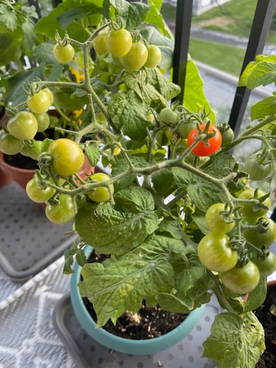 A close-up, eye-level, outdoor shot features a potted tomato plant with numerous green tomatoes and one ripe red tomato. The plant is situated on a balcony or patio, indicated by a black railing in the background and a patterned tablecloth or mat beneath the pot. The pot itself is a light teal color. In the background, a blurred view of buildings and greenery suggests an urban or suburban setting in Gatineau, Canada. The lighting is natural and appears to be daylight.