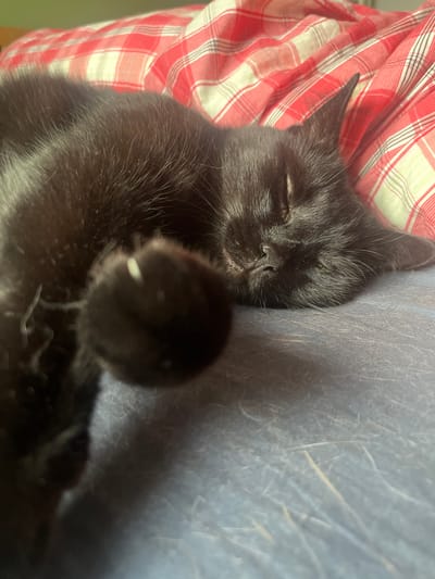 The image shows a close-up, low-angle view of a black cat sleeping on a blue surface, likely a bed or couch. The cat is curled up, with its eyes closed and its front paw extended slightly towards the viewer. A red and white plaid fabric is visible in the background, behind the cat's head and body. The lighting is soft, suggesting an indoor setting. There are no identifiable landmarks or elements that would indicate a specific location in Zabrze, Poland. The scene is peaceful and depicts a domestic animal at rest.