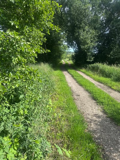 The image depicts a dirt track in Czarnowo, Poland, bordered by lush green foliage on the left and trees casting shadows on the right. The track appears to be a double rut, suggesting it has been used by vehicles. Tall grass and various plants grow alongside the track. In the background, the track curves and leads towards a distant, hazy horizon with a suggestion of rolling hills and a pale blue sky. The scene is well-lit, indicating it was taken on a sunny day. There are no people or animals visible in the image.