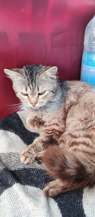 A long-haired tabby cat with green eyes is resting on a striped blanket. The cat is lying on its side, with its head slightly tilted down. Its fur is a mix of gray, brown, and black. The blanket is made of thick wool and has stripes of black, white, and gray. In the background, a red cushion can be seen, as well as a partially visible blue plastic bottle. The scene appears to be indoors, possibly in a home. The cat is in Smila, Ukraine.