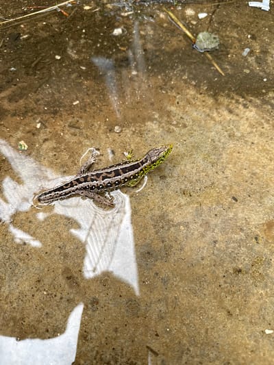 A small lizard, likely a sand lizard (Lacerta agilis), rests in a shallow puddle on a concrete surface. The lizard has a green head and back with a brown stripe down its spine, marked with white spots. The concrete surrounding the lizard is discolored and stained, with some debris visible. The puddle reflects light. The location is not discernible as Малая Рукавицкая, Russia based on the image provided.