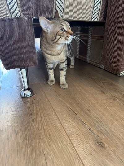 The image shows a tabby cat standing on a wooden floor, partially obscured by the leg of a piece of furniture. The cat is looking to the right, with its ears perked up. The furniture appears to be a couch or chair, upholstered in brown fabric with a striped pattern. The floor is made of light brown wooden planks. The lighting suggests an indoor environment, likely a home. There is no identifiable location in Irpin, Ukraine.