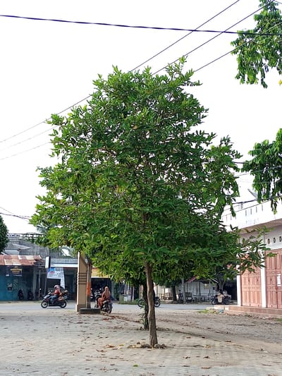 In the city of Cotpuuk, Indonesia, a full-frame, eye-level outdoor shot captures a tree-lined street. The foreground is dominated by a substantial green tree, its branches laden with leaves, casting subtle shadows on the brick-paved ground. Fallen leaves are scattered across the pavement. In the mid-ground, a paved road runs horizontally, with two motorcycles visible. One motorcycle, ridden by a person wearing a light-colored headscarf and a brown outfit, is stationary on the side of the road. Another motorcycle, ridden by a person wearing a reddish-orange shirt and dark pants, is in motion, moving from left to right.
Behind the road, a row of buildings lines the street. To the left, several small shops with corrugated metal roofs and colorful awnings are present. One shop displays a sign with "SIGNATURE KRETEK" on it. To the right, a larger building with a white facade and light brown double doors stands. The sky above is bright and overcast, with thin, dark power lines crisscrossing the upper portion of the image, passing over the trees and buildings. The overall scene depicts a typical urban streetscape in Indonesia.