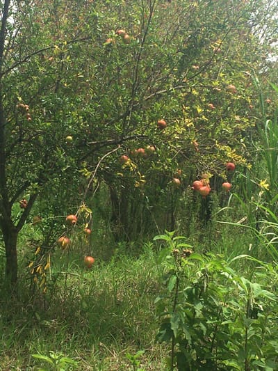 The image depicts a pomegranate tree laden with numerous ripening fruits in Ndeiya, Kenya. The tree, occupying the majority of the frame, exhibits dense green foliage with dozens of pomegranates, predominantly red to reddish-brown, hanging from its branches at various heights. The foreground and midground consist of tall, unkempt green grass and other wild plants. In the background, denser green vegetation suggests a natural, overgrown environment. No individuals or man-made structures are visible. The scene is illuminated by natural daylight, indicating an outdoor setting.