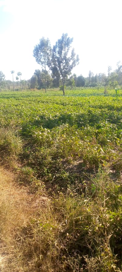 The image captures an expansive agricultural field under a bright, sunny sky in Thika, Kenya. The foreground consists of a rugged, uncultivated strip of land, featuring dry, straw-colored grass and sparse weeds on the left, transitioning into patches of green vegetation and exposed soil on the right.

The midground is dominated by a large, thriving field of low-growing green plants, likely a cultivated crop given its uniform appearance and dense coverage. The leaves are broad and healthy, suggesting a vigorous growing season. Scattered throughout this field, particularly in the mid-background, are taller, slender green plants, possibly intercropped maize or similar vegetation.

In the background, a variety of trees form a natural backdrop. Several tall, slender trees with distinct canopies stand out against the bright sky, along with a larger, more densely leafed tree slightly to the right. Further behind, a continuous line of diverse trees creates a verdant horizon. To the far left, a few tall, thin trees with prominent crowns, resembling papaya trees, are visible.

The extremely bright and partially overexposed sky, combined with the strong illumination on the foliage, indicates a clear, sunny day, likely midday or early afternoon. No human activity or structures are explicitly visible, emphasizing the natural and agricultural character of the landscape. The scene conveys a sense of rural productivity and tranquility, typical of farming regions in Kenya. There is no visible text.