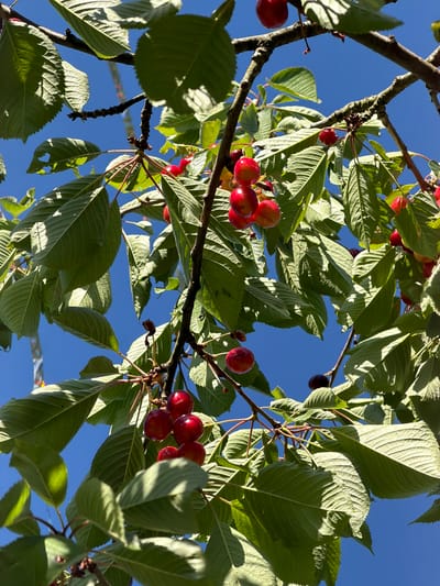 This is a close-up, low-angle shot of cherry branches against a clear blue sky. The cherries are ripe and red, some clustered together, while others hang individually. Green leaves are abundant, some partially obscuring the cherries and branches. The sunlight creates bright highlights and shadows on the foliage. The image appears to be taken in a natural outdoor setting, possibly a garden or orchard, in Junglinster, Luxembourg, given the context provided. There are no people or animals visible in the image.