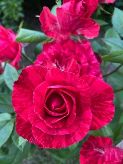 The image shows a close-up, slightly overhead view of a red rose with dark red stripes, in full bloom. The rose is the primary subject, with its petals unfurled in a spiral pattern. Several other red roses, some in full bloom and others more bud-like, are visible in the background, along with green leaves and a dark background that suggests foliage or a shaded area. The lighting is natural and appears to be overcast or in the shade, creating soft shadows and highlighting the textured details of the rose petals. There are no people or visible actions depicted in the image, and no specific location in Grigoriopol, Moldova can be identified from the visual information provided.